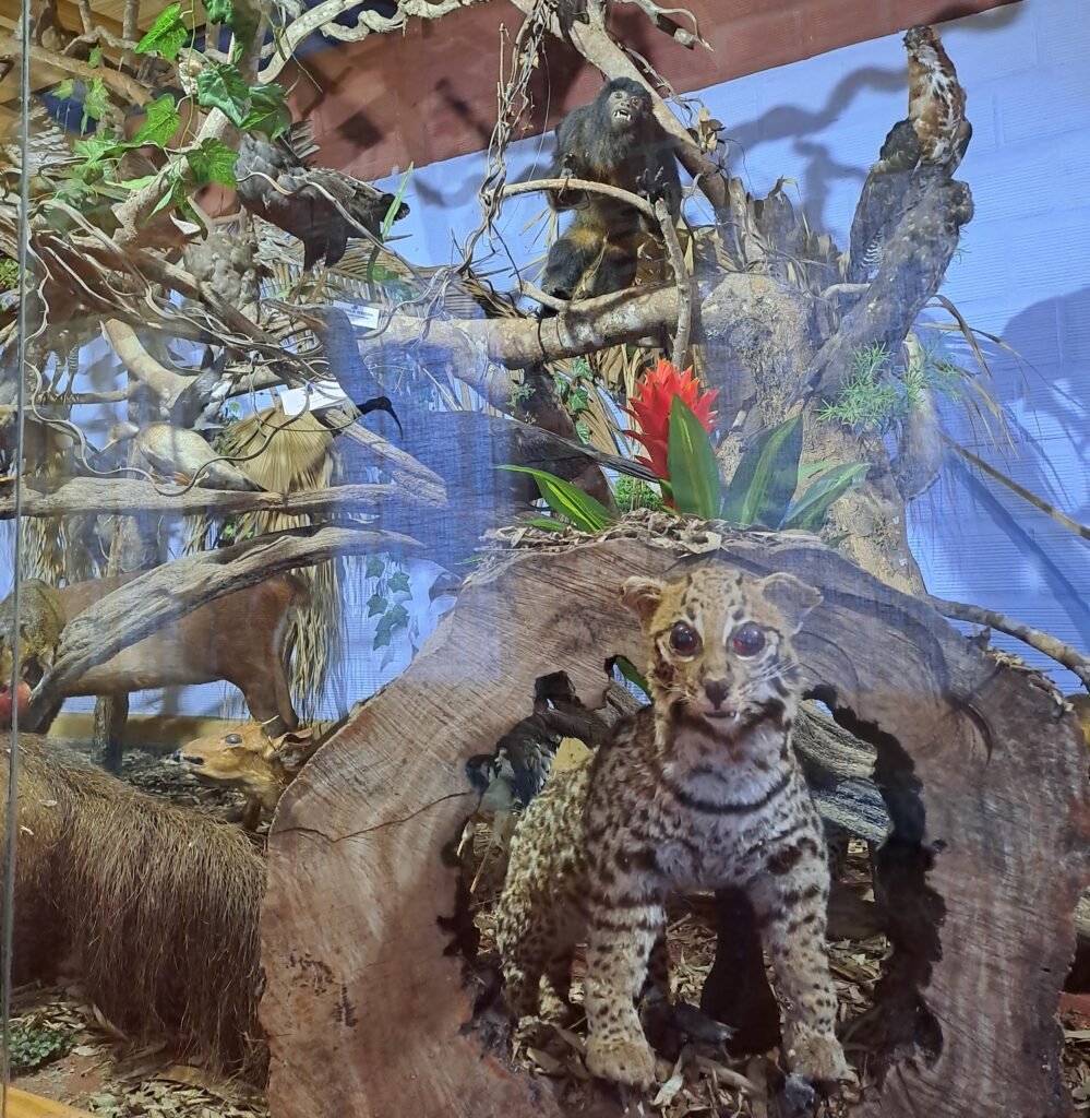 Museo de la Fauna Misionera en Wanda Misiones